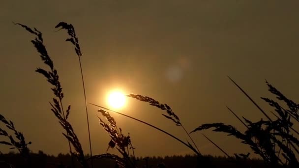 Листя і трави, колишуться на вітрі в жовтий сонячного світла. Повільний рух. — стокове відео