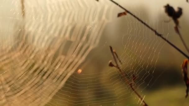 Δύο ιστός αράχνης στο φως του ήλιου που λικνίζονται στον άνεμο. Εστίαση. — Αρχείο Βίντεο
