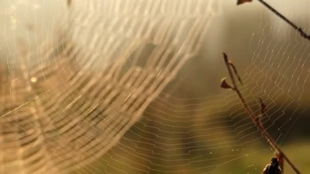 Incrível teia de aranha dois na luz do sol balançando no vento . — Vídeo de Stock