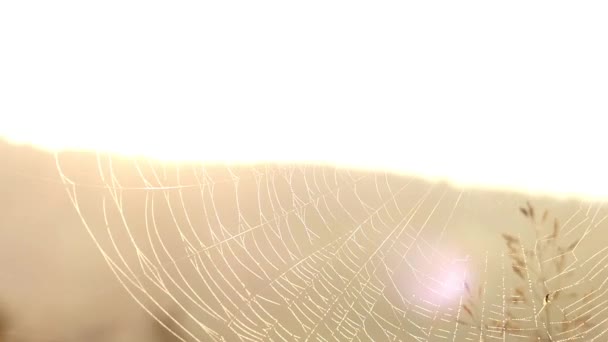 Amazing Spider Web in Sun Light With Dew. — Stock Video