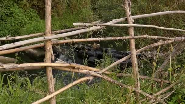 Vecchio recinto di legno sulla riva del torrente . — Video Stock