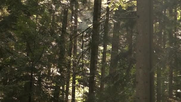 Die Sonnenstrahlen brechen durch die Baumwipfel. die Kamera bewegt sich im Wald. — Stockvideo