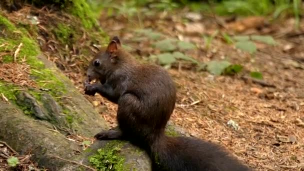 Écureuil noir mignon au ralenti mangeant des noix dans la forêt . — Video