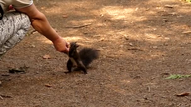 Zwarte eekhoorn verplaatsen in Slow Motion financiering de moer. — Stockvideo