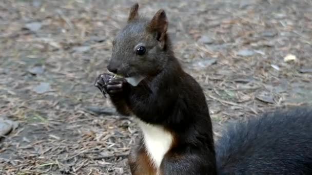 Schwarzes Eichhörnchen bewegt sich in Zeitlupe. — Stockvideo