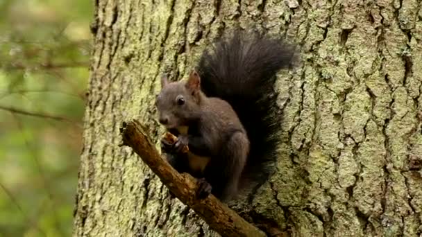 La cara de la ardilla negra masticando y comiendo la tuerca en cámara lenta . — Vídeos de Stock