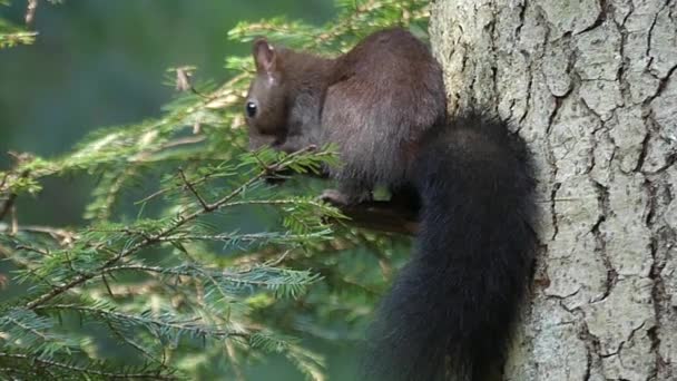 Nero scoiattolo mangiare il dado su il pino in lento movimento . — Video Stock