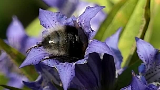 Biene sammelt Nektar in lila Blüte — Stockvideo