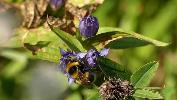 Grande abeille recueille le nectar de fleur l'action au ralenti . — Video