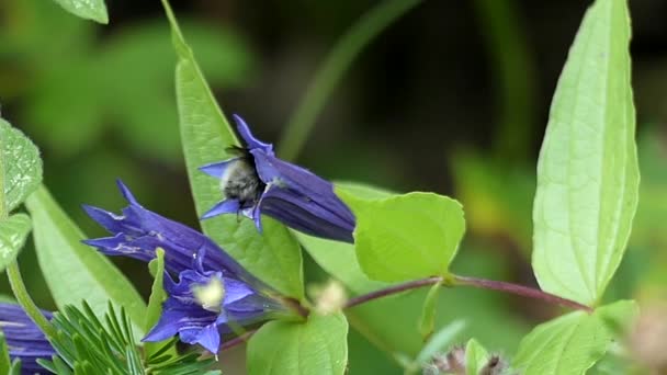 Gran abeja recoge el néctar de la flor de la acción en cámara lenta . — Vídeos de Stock