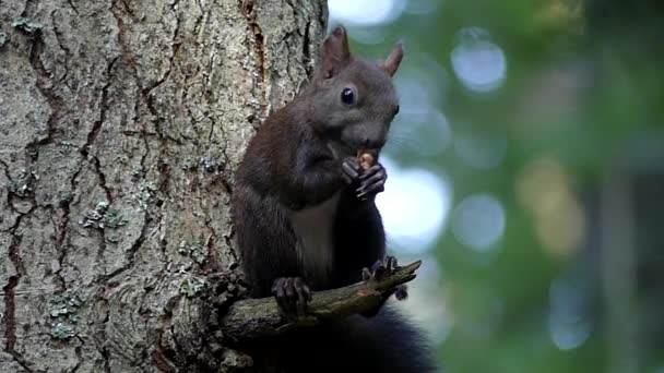 Μαύρο σκίουρος σε αργή κίνηση τρώει ξύλο καρυδιάς στο δέντρο. — Αρχείο Βίντεο