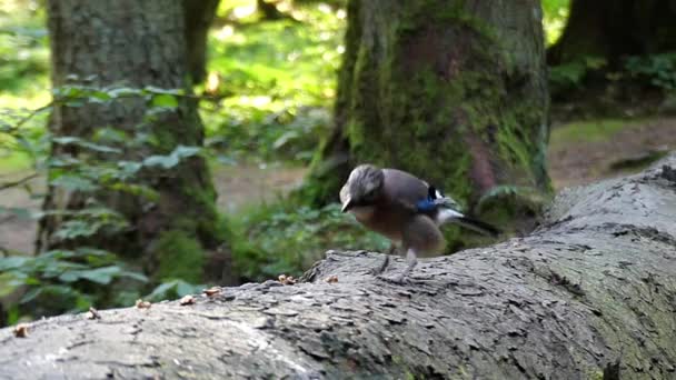 Pájaro en el bosque comiendo nuez en cámara lenta . — Vídeos de Stock