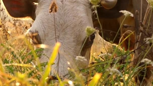 La testa di una mucca Close up Mastica l'erba nel prato. Rallentatore al tramonto . — Video Stock