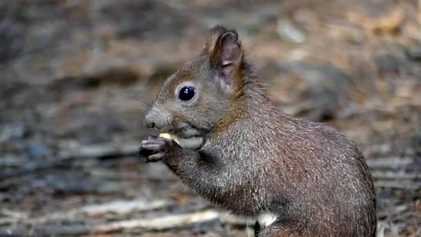 Écureuil noir mignon mangeant de l'écrou au ralenti et courir après cela . — Video