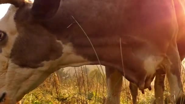 Het hoofd van een koe close-up kauwt het gras in de wei. Slow Motion bij zonsondergang. — Stockvideo