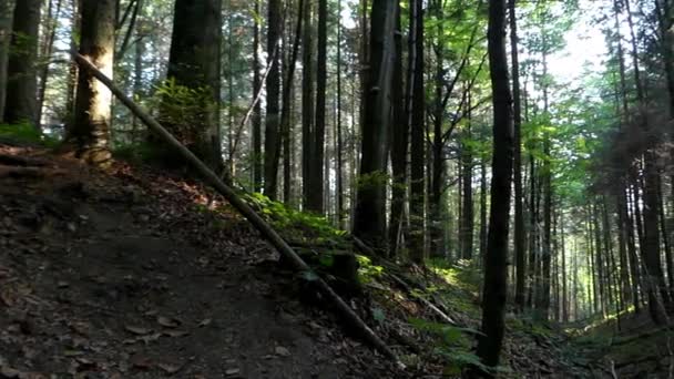 Borový les ve tmě. Panorama. — Stock video