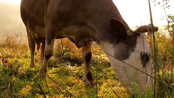 Krowy pasące się w zwolnionym tempie o zachodzie słońca. Strzał z bliska. — Wideo stockowe