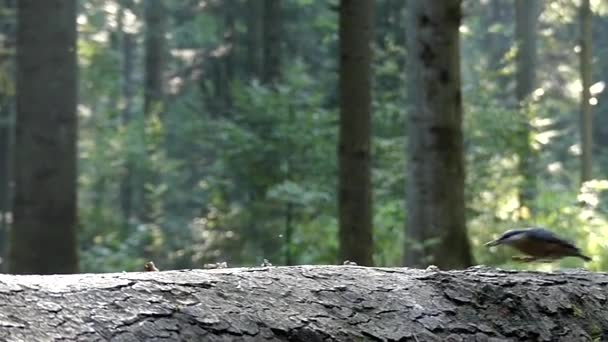 Pássaro na floresta comendo noz em câmera lenta . — Vídeo de Stock