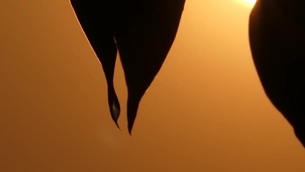 Zwei Blätter mit Tau bei Sonnenuntergang, die im Wind schwanken. — Stockvideo