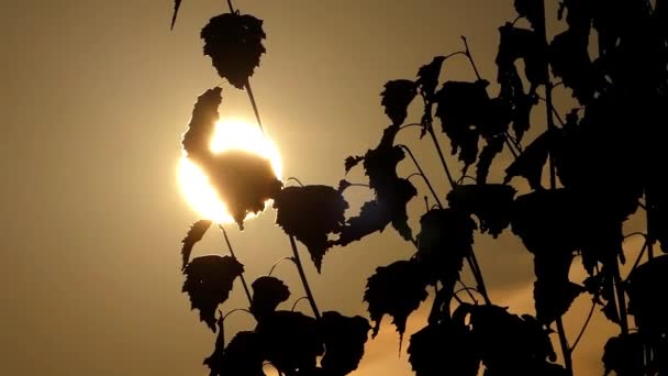 Rüzgârla sallanan günbatımında ağacında silüeti. — Stok video