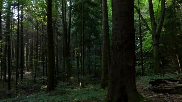 Pine Forest in the Dark. Panorama. — Stock Video