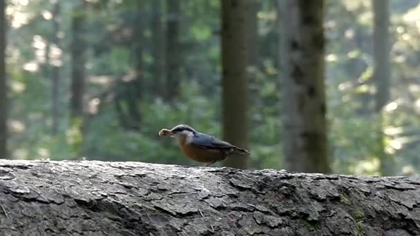 슬로우 모션에 너트를 먹고 숲에 새. — 비디오