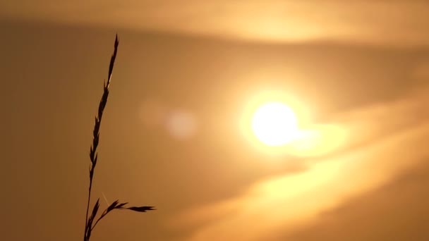 Ein Kraut im Sonnenuntergang, das im Wind schwankt. — Stockvideo