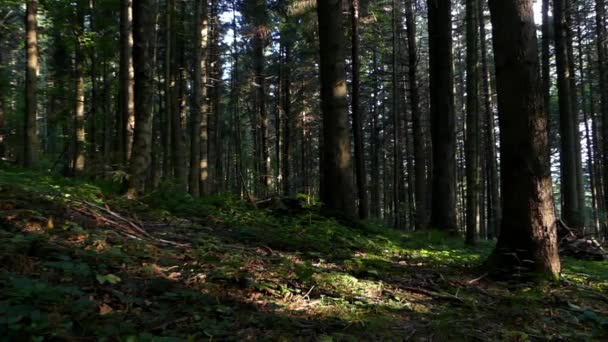 La foresta di pini al buio. Panorama . — Video Stock
