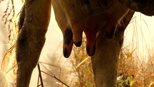 日没時の太陽光で牛の乳房。スローモーション. — ストック動画