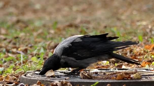 1 つのフード付きのカラスは、スローモーションで水を飲む. — ストック動画