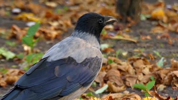 Beautiful Bird: Hooded Crow in Slow Motion (em inglês). Floresta . — Vídeo de Stock