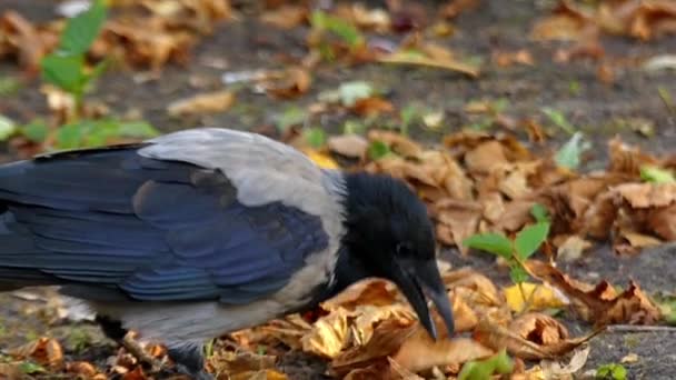 Vacker fågel: Kråka i Slow Motion. Skogen. — Stockvideo