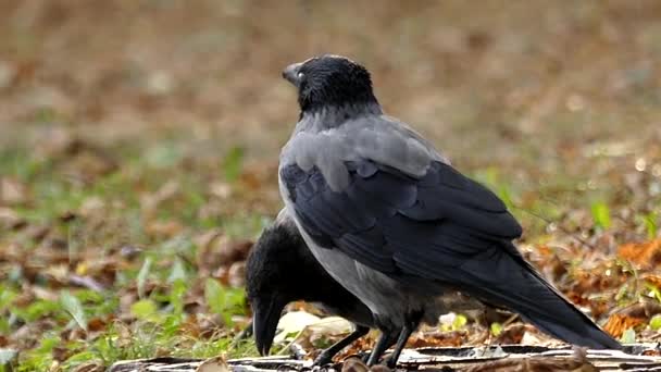 สอง Hooded Crow ดื่มน้ําในการเคลื่อนไหวช้า . — วีดีโอสต็อก