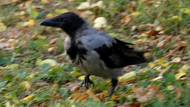 Cuervo encapuchado moviéndose en cámara lenta . — Vídeo de stock