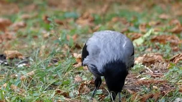 Cuervo encapuchado comiendo en cámara lenta . — Vídeo de stock