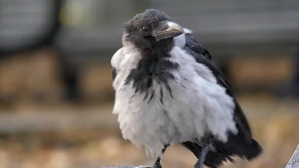 在慢动作的长凳上坐着一个戴兜帽的乌鸦. — 图库视频影像