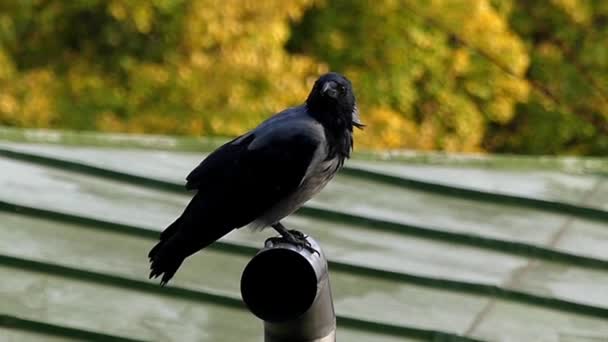 Черная ворона сидит на трубе в медленном движении . — стоковое видео