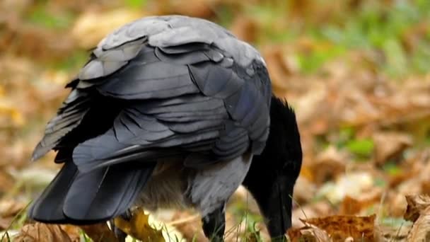 Vrána šedá jíst v pomalém pohybu. — Stock video