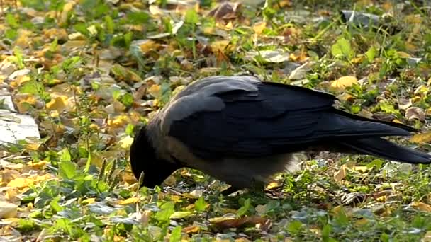 フード付きのカラスは、スローモーションで水を飲む. — ストック動画