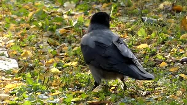 Hooded Crow verplaatsen in Slow Motion. — Stockvideo