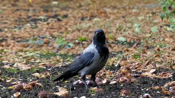 Hooded Crow ย้ายในการเคลื่อนไหวช้า . — วีดีโอสต็อก