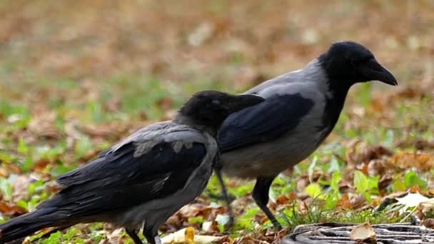 Две вороны с капюшоном пьют воду в медленном движении . — стоковое видео