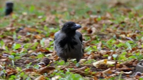 在慢动作中一个戴兜帽的乌鸦喝水. — 图库视频影像