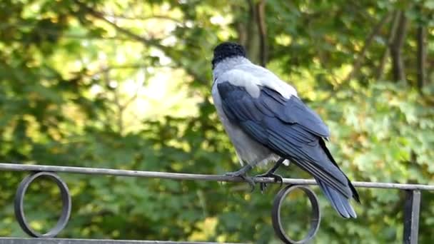 Crow encapuzado sentado na cerca. Fechar Shot . — Vídeo de Stock