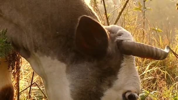Testa di mucca al sole, pascolo in un prato tra le montagne . — Video Stock