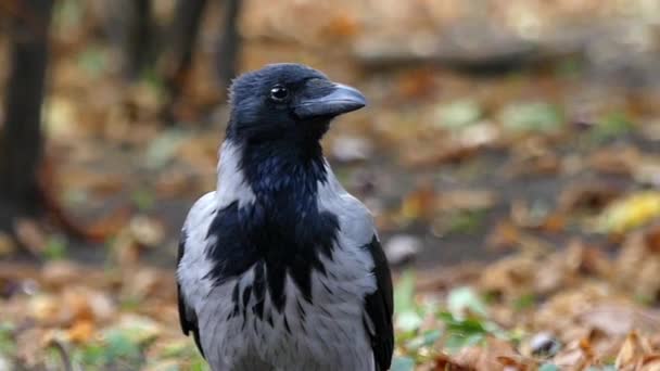 Schöner Vogel: Krähe mit Kapuze in Zeitlupe. Wald. — Stockvideo