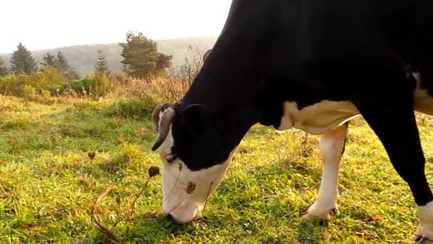 Cow Grazing on Meadow in the Mountains. Slow Motion at Sunset. — Stock Video