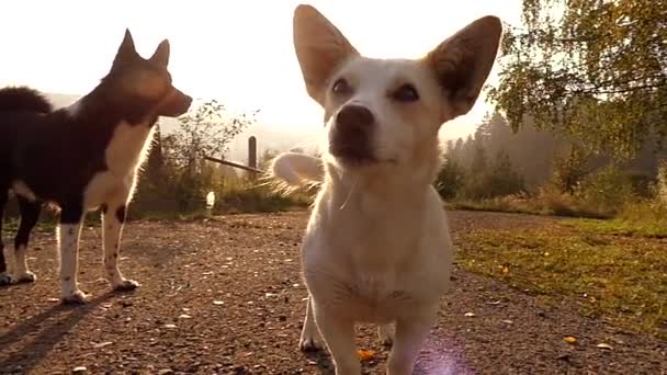 슬로우 모션에 일몰에 태양 빛에 귀여운 흰색 작은 개. — 비디오