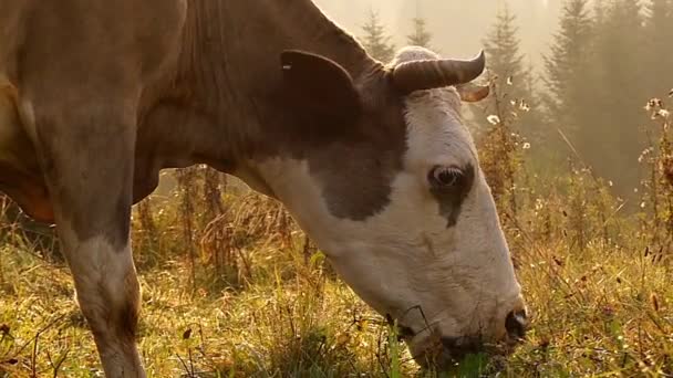 Cow Grazing on Meadow in the Mountains. Moción lenta al atardecer . — Vídeos de Stock