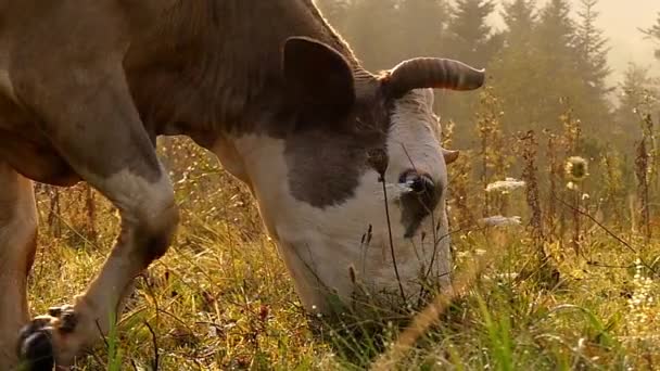 Pâturage de vache sur prairie dans les montagnes. Mouvement lent au coucher du soleil . — Video
